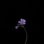 Androsace strigillosa Цветок
