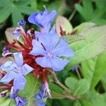 Ceratostigma plumbaginoides花