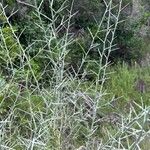 Genista scorpius Leaf