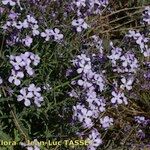 Matthiola lunata Habit
