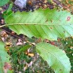 Quercus x hispanica पत्ता