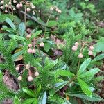 Chimaphila umbellata Frucht