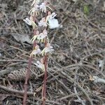 Epipogium aphyllum Flower