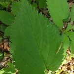 Lamium orvala Leaf
