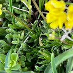 Draba aizoides Blatt