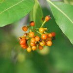 Cyrtophyllum fragrans Fruit