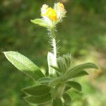 Hymenocarpos circinnatus Çiçek
