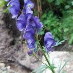 Aconitum napellus Virág