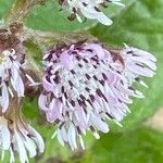 Petasites pyrenaicus Flower