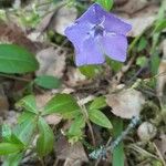 Vinca minor花