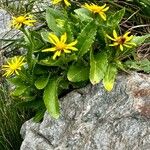 Senecio glaberrimus Hábito