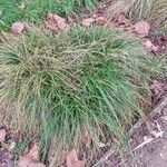Carex nachiana Hábito