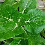 Brassica juncea Blatt