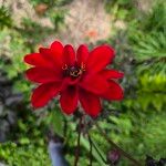 Dahlia coccinea Květ