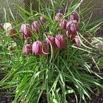 Fritillaria meleagrisBlomma