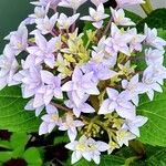 Hydrangea spp. Kwiat