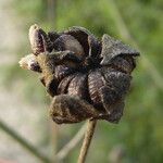 Althaea cannabina Плід