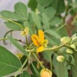 Cassia obtusifolia Blomst