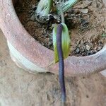 Anthurium hookeri 花
