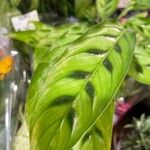 Calathea lancifolia Hoja