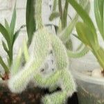 Cleistocactus winteri Leht