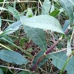 Alternanthera philoxeroides Leaf