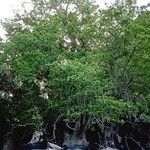 Ceodes grandis 整株植物