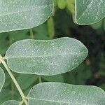 Cassia javanica 葉