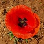 Papaver rhoeas花