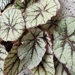 Begonia rexList