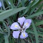 Iris unguicularis Flor