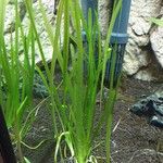 Vallisneria americana 葉