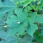 Montanoa hibiscifolia Leaf