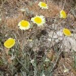 Leucanthemopsis flaveola Libunga