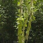 Quararibea pumila Yeri