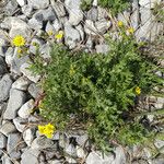 Senecio squalidus عادت داشتن