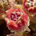 Mesembryanthemum crystallinum Gyümölcs