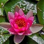 Nymphaea candida Flower