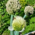 Allium fistulosum 整株植物