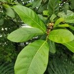 Ficus costaricana Leaf