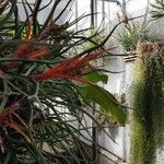 Tillandsia bulbosa Hoja