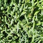 Crithmum maritimum List