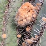 Pachycereus pringlei Fruit