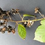 Rubus winteri Bloem