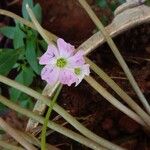 Oxalis triangularis Blüte