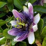 Passiflora amethystina 花