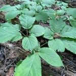 Panax quinquefolius Blad