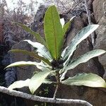 Ficus asperula