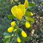 Cytisus arboreus Flor