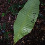 Guatteria guianensis Φύλλο